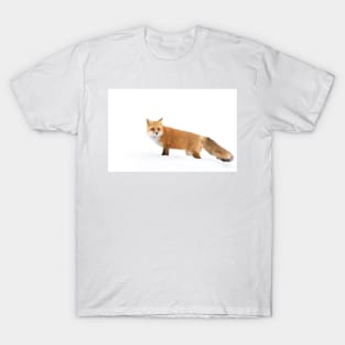 Red fox in snow - Algonquin Park T-Shirt